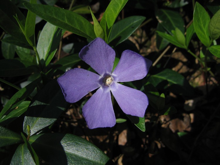 Vinca minor